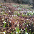 Snowdrops by the thousand