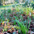 Snowdrops in the churchyard