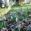 St. Mary's Snowdrops