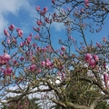 Magnolia by the bus stop