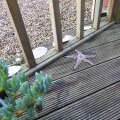 Starfish on the decking