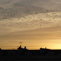 sky full of starlings