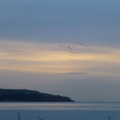 Geese at sunrise over Dawlish Warren
