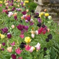 Tulips at Luscombe