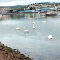 Flock of mute swans at Shaldon
