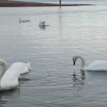 Mute swans at Shaldon