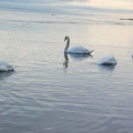 Swans at the mouth of the Teign estuary