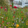 Teignmouth wild flowers