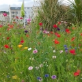 Wild flower planting in Teignmouth