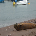 Seal at Teignmouth