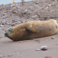 Teignmouth seal
