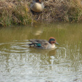 Bowling Green Teal
