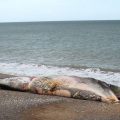 Fin Whale at Dawlish