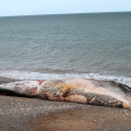 Fin Whale on the beach