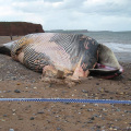 Remains of a Fin Whale