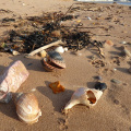 Shells on Dawlish Warren beach